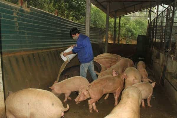 <span>Đàn lợn siêu nạc đóng góp khoảng 30% sản lượng thịt cho bữa ăn ca của người lao động.</span>