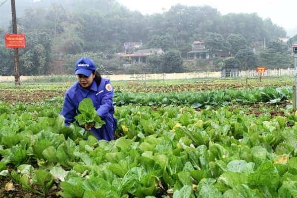 <span>Đoàn viên công đoàn Nhà máy chăm sóc rau sau giờ làm việc</span>