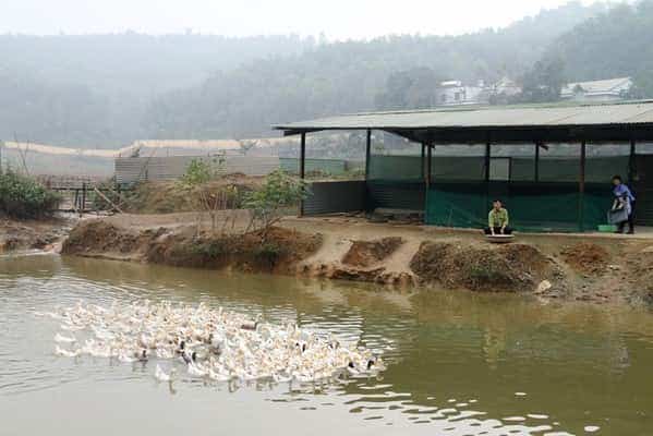 <span>Chăn nuôi vịt lấy thịt và trứng phục vụ bữa ăn cho người lao động.</span>