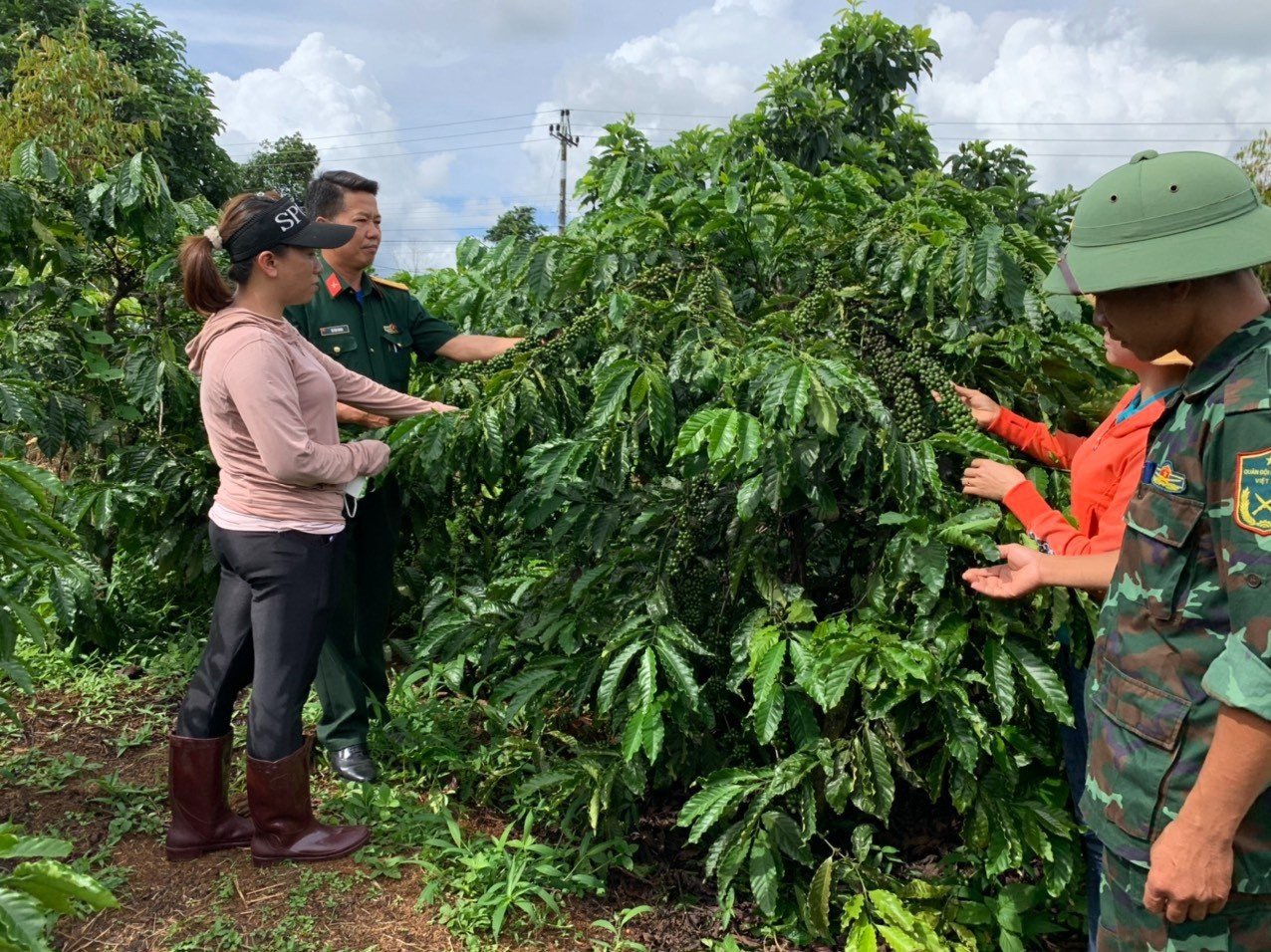 Tập huấn chăm sóc cây trồng theo tiêu chuẩn bền vững cho nông hộ