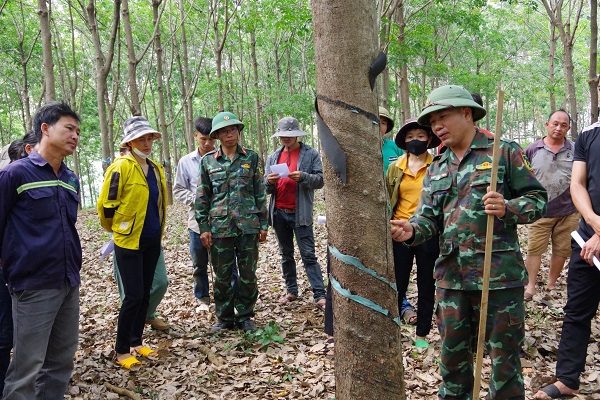 Hướng dẫn kỹ thuật khai thác mủ cao su cho đồng bào dân tộc
